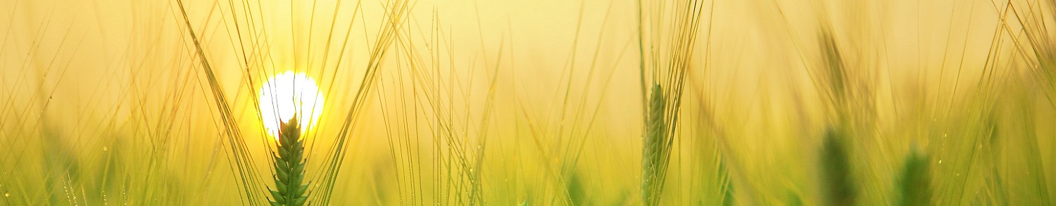 RENFORCER L'INNOVATION - BSIC Niger